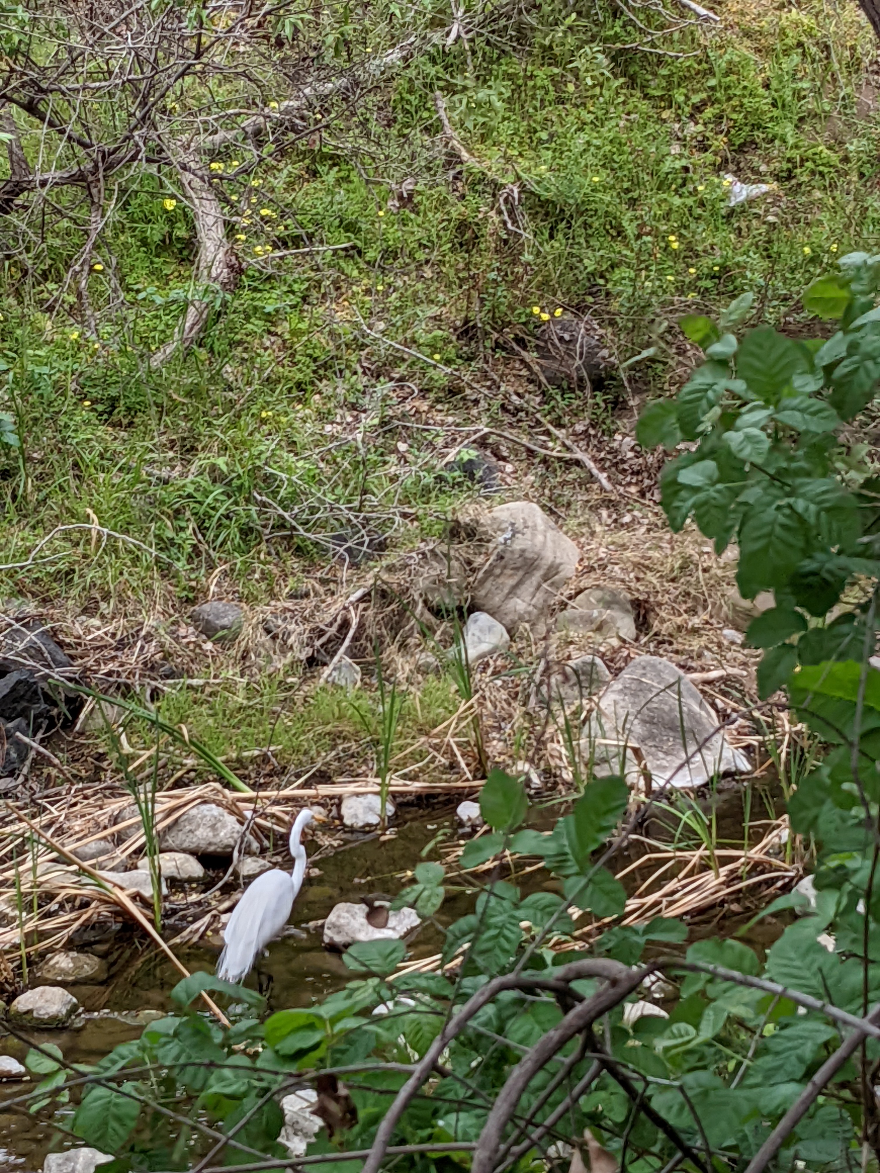 An egret wading in Penitencia Creek